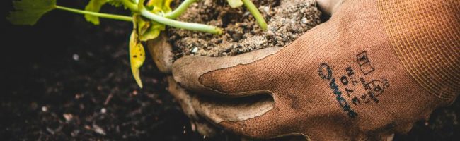 Germinal Jardinería mantenimiento jardines Leganés Madrid Empresa Jardinería Leganés Madrid