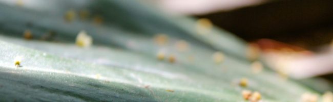 Germinal Jardinería Empresa Jardinería Leganés Madrid mantenimiento jardines tratamientos fitosanitarios conservación diseño jardín abonados podas endoterapia vegetal